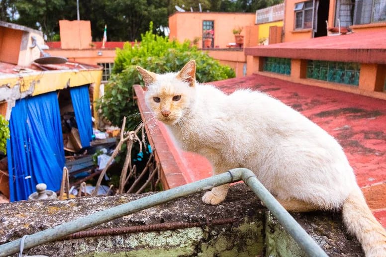 los gatos presienten los terremotos