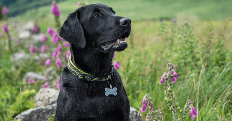 Hond naast vingerhoedjeskruid