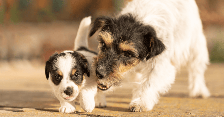 Moederhond met puppy