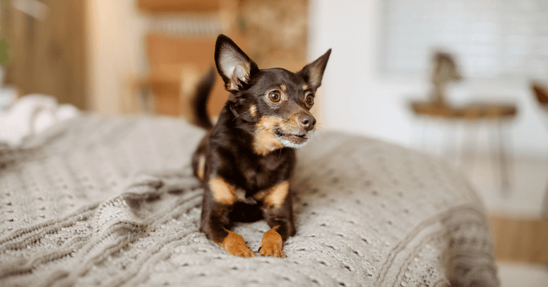 Engelse Toy Terrier