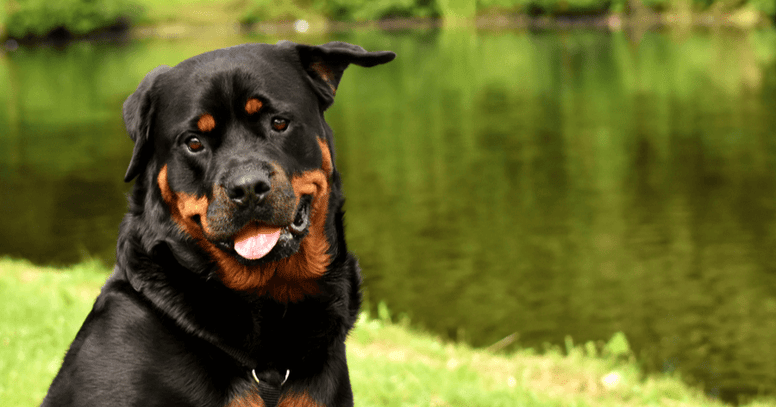 Rottweiler