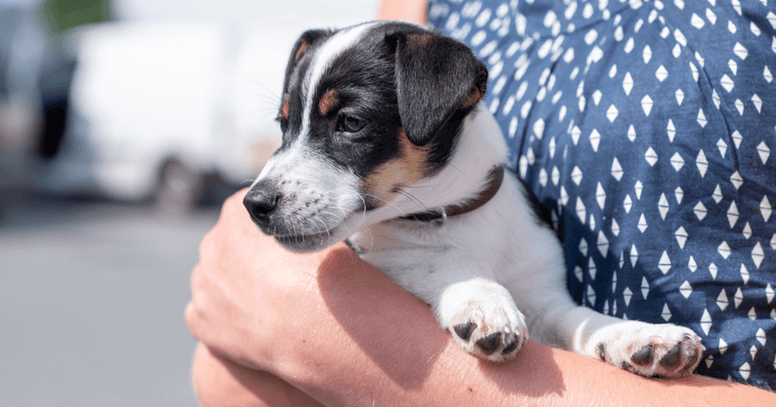 8 weken oude puppy in armen van nieuw baasje