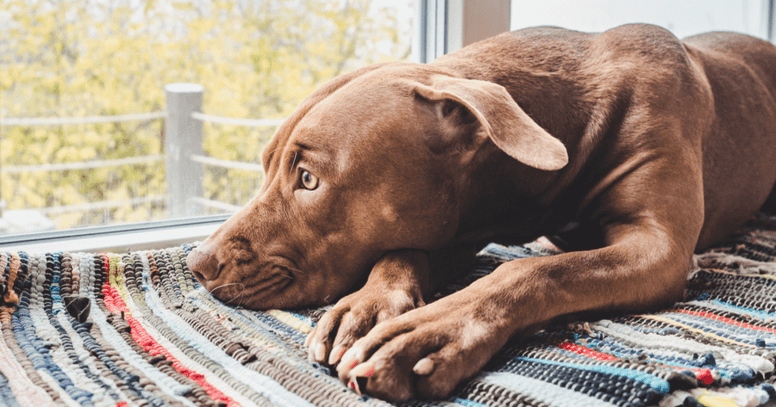Hond ligt voor raam