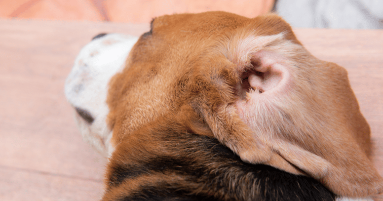 Een oor van een Beagle met oorontsteking