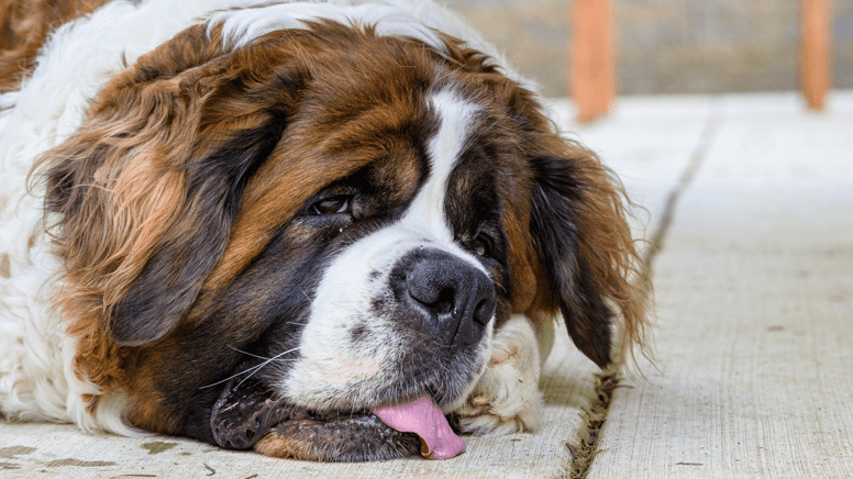 Hond ligt op grond met tong uit bek