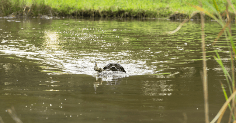 Hond zwemt met eend in bek