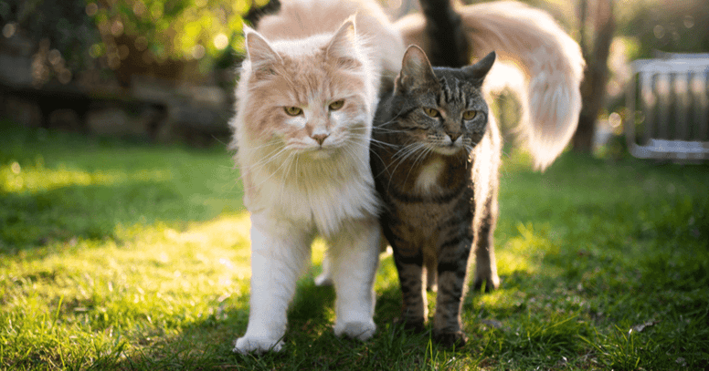 Grote en kleine kat naast elkaar