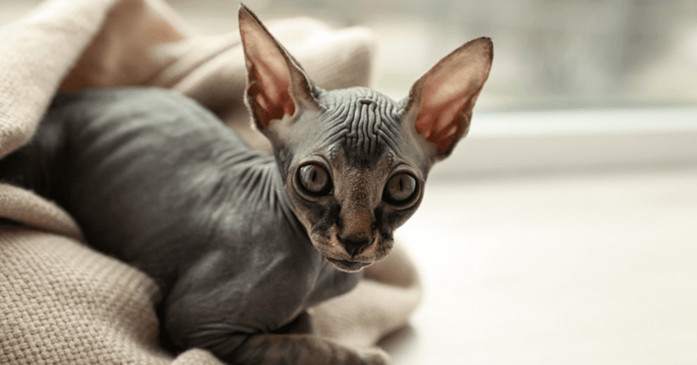 de Sphynx