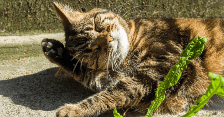Spinnende kat in zon