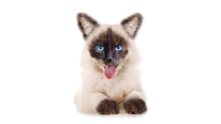 cane-siamese