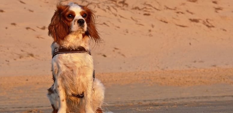 Cavalier King Charles Spaniel