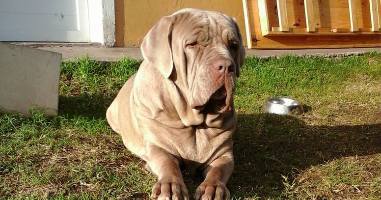 Mastino napoletano