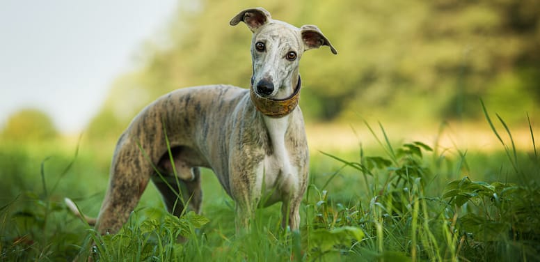 Whippet in un prato