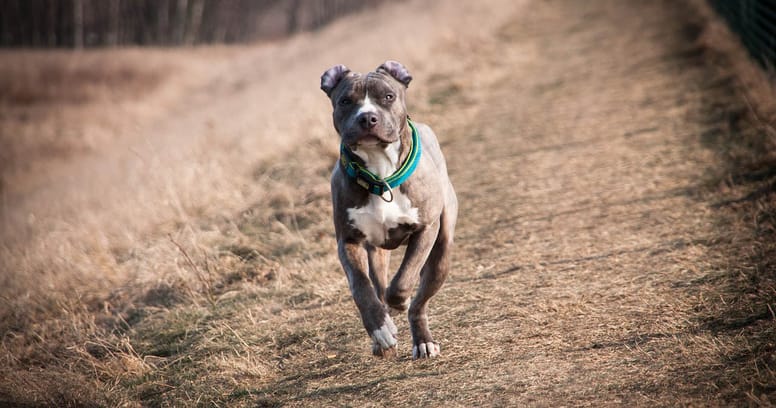 Un Amstaff