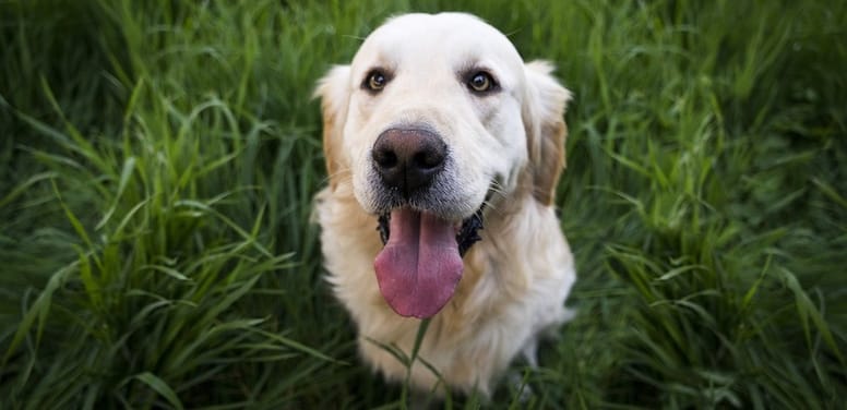 golden retriever sull'erba