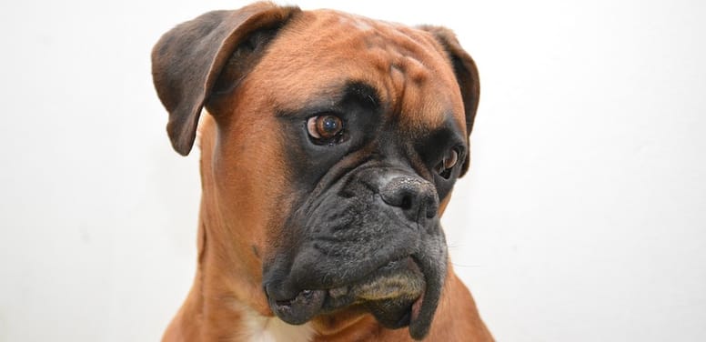 boxer su sfondo bianco