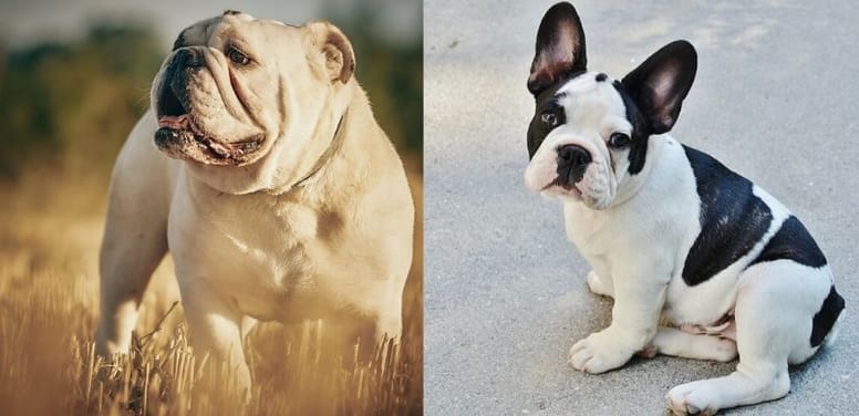 buldog inglese e francese