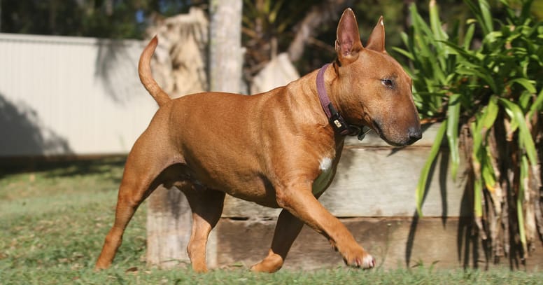 Un Bull Terrier