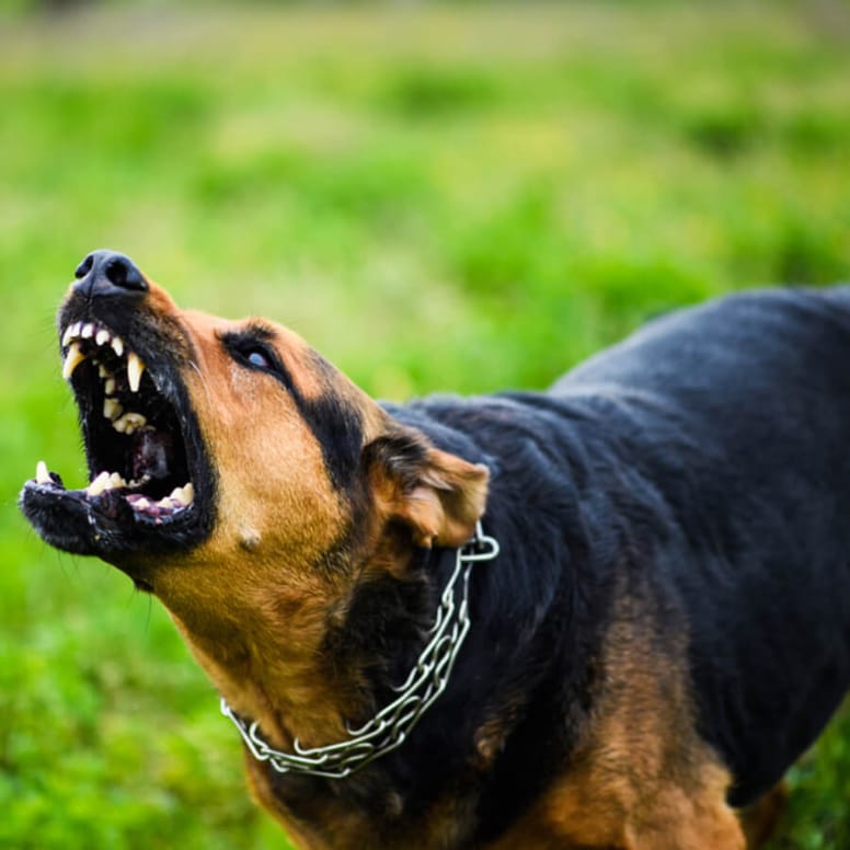 Cane che abbaia in modo aggressivo