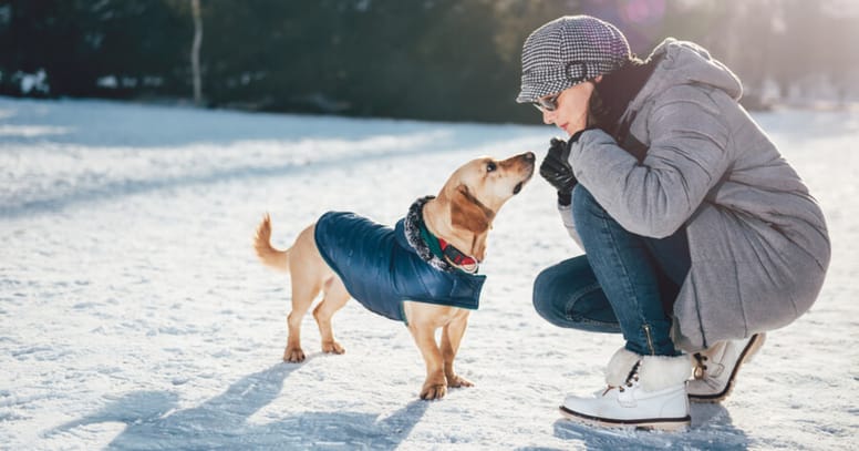 cane in inverno col cappotto sulla neve