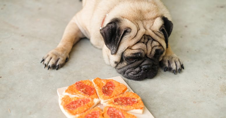 carlino con pizza