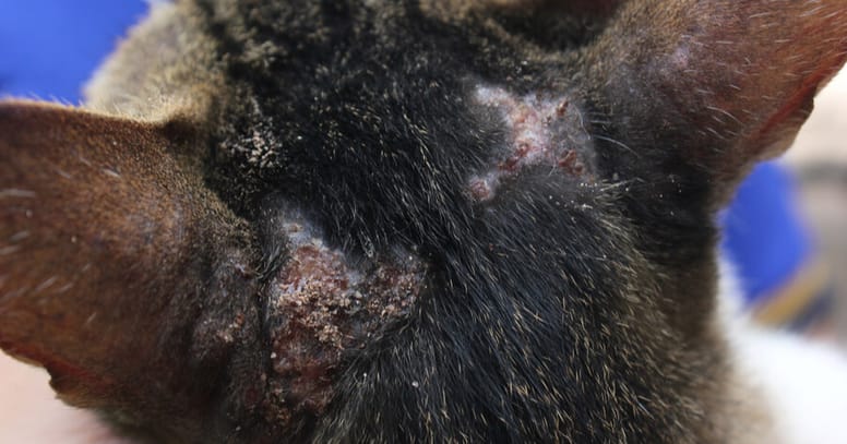 gatto-con-eczema
