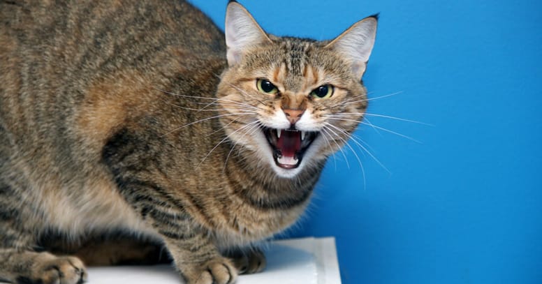gatto arrabbiato su sfondo azzurro