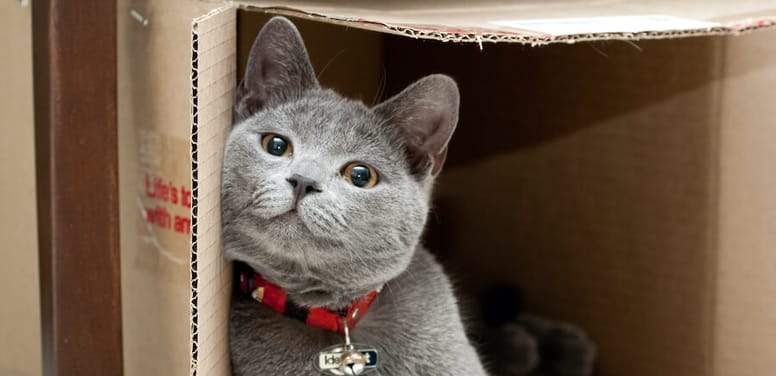 gato caja de cartón