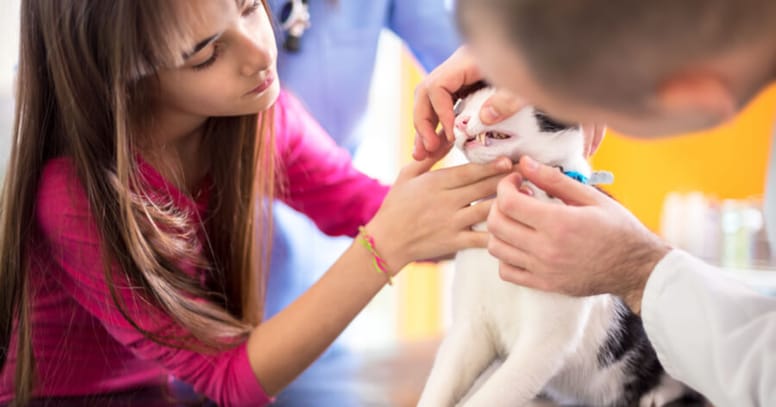 un-gatto-viene-visitato-dal-veterinario