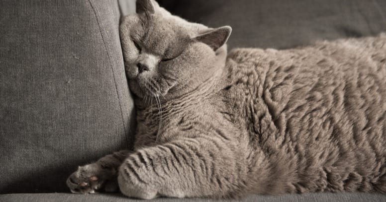 gatto che dorme su divano