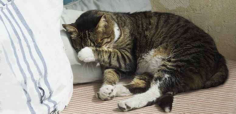 gato esconde cara