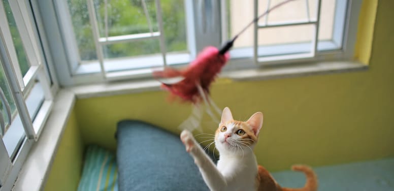gato juega con caña de pescar