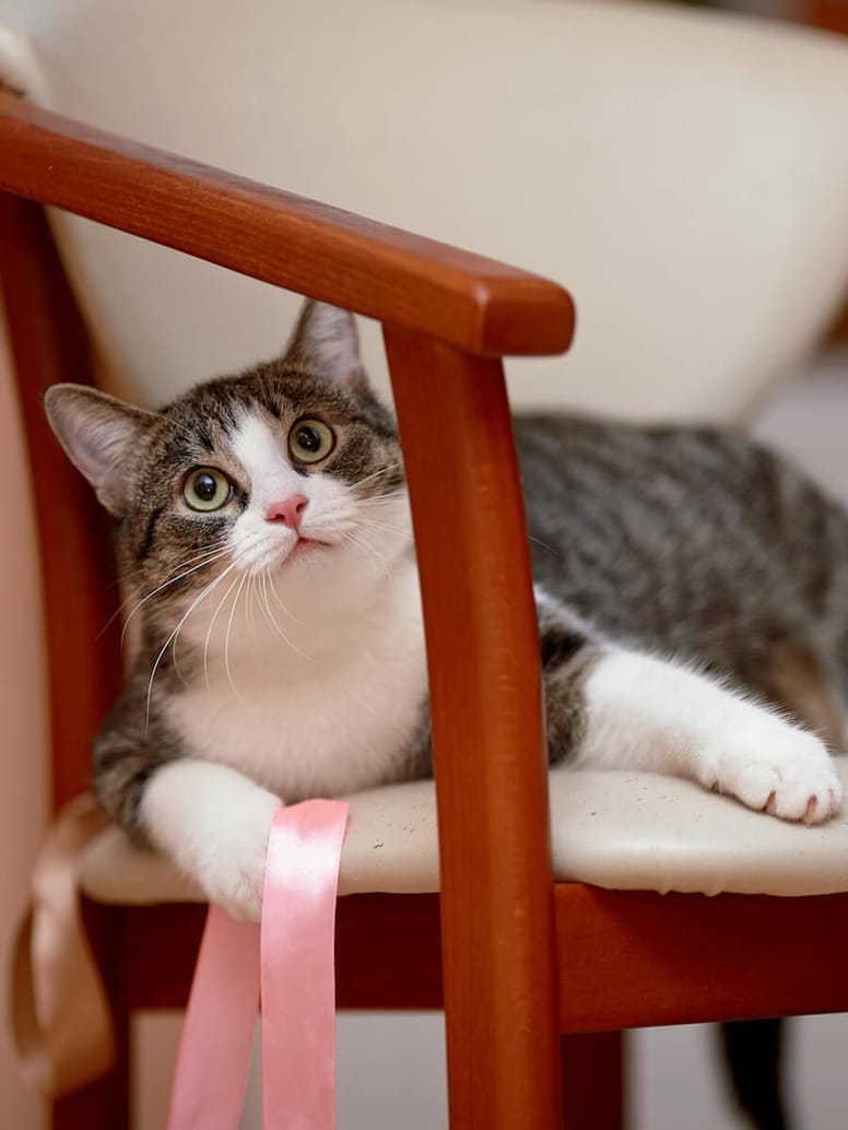 gato juega silla