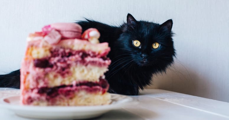 gatto nero con una torta