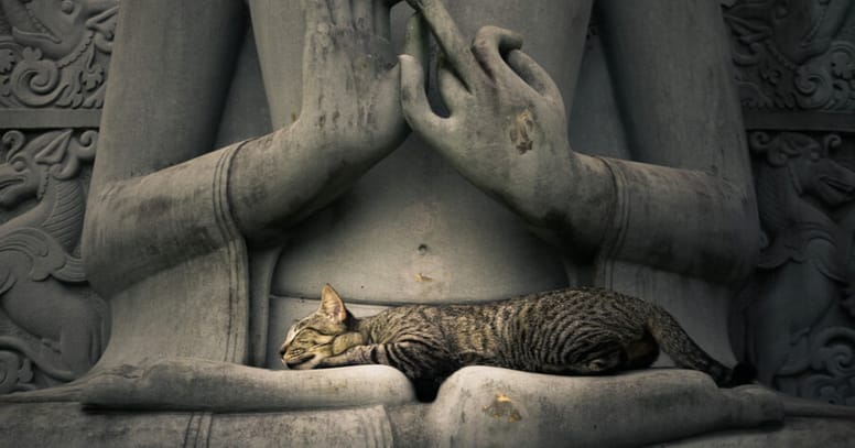 gatto su statua