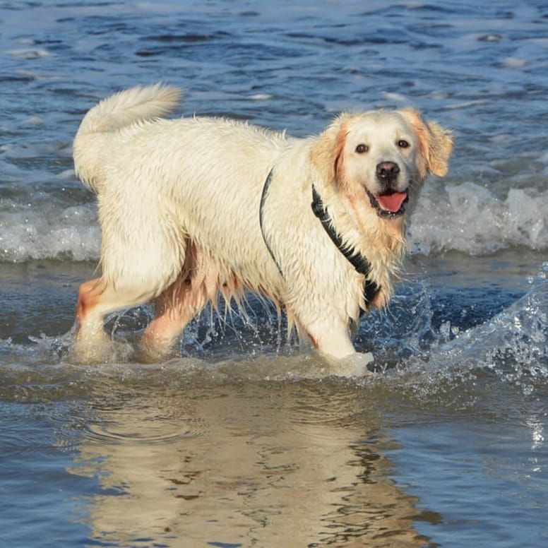 golden retriever al mare