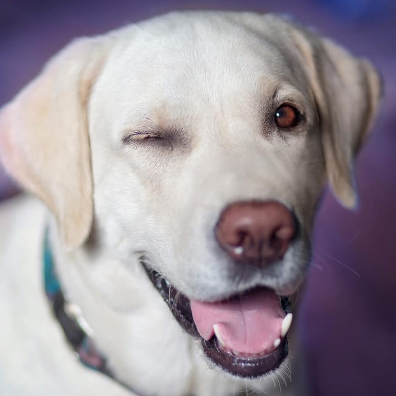 labrador che fa occhiolino