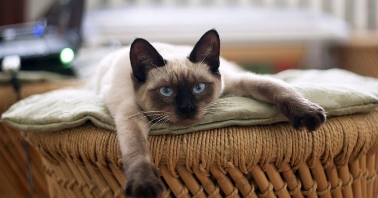 gatto-siamese