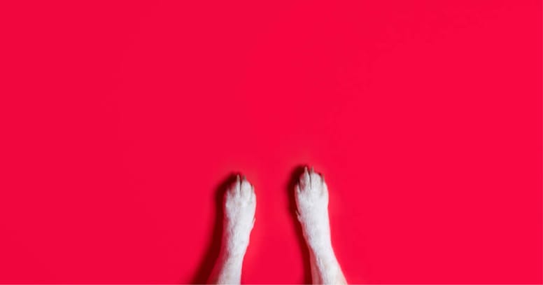 zampe di cane su sfondo rosso