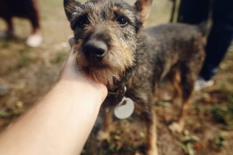 adopcja psa