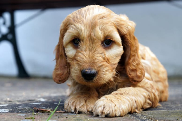 szczenię cockapoo