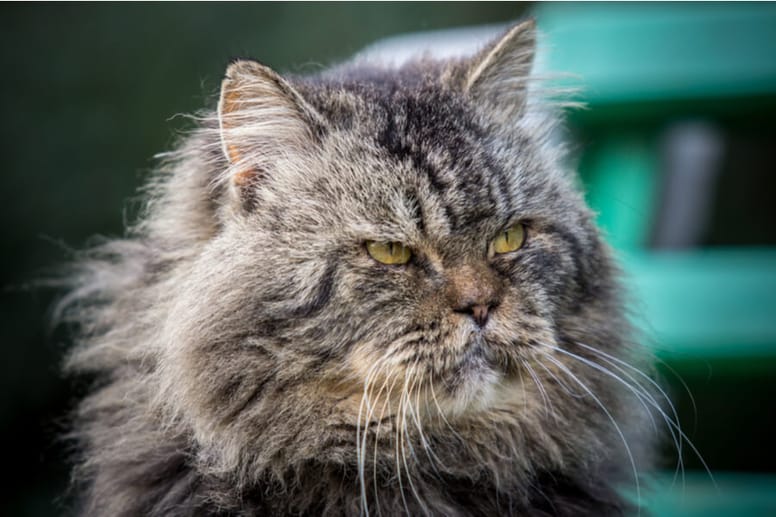 maine coon senior
