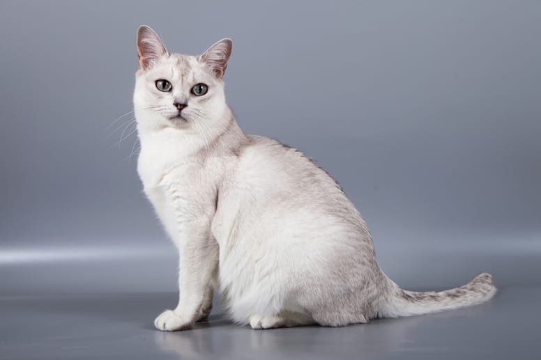 burmilla