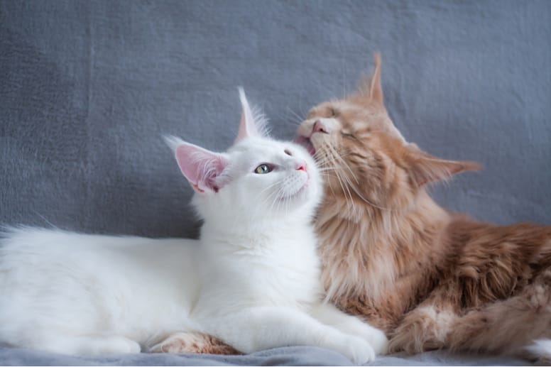 koty maine coon