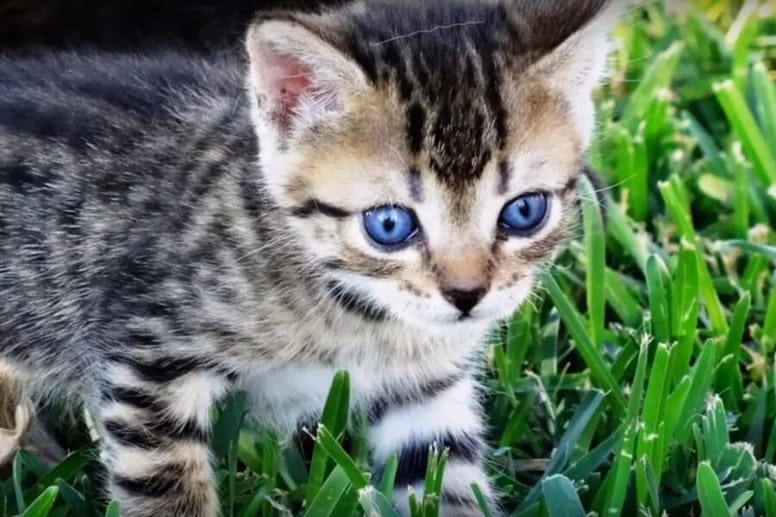kociak ojos azules