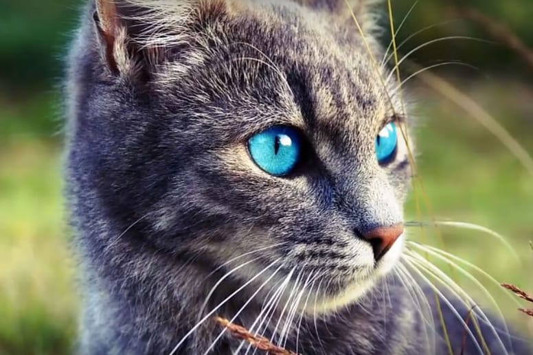 kot ojos azules