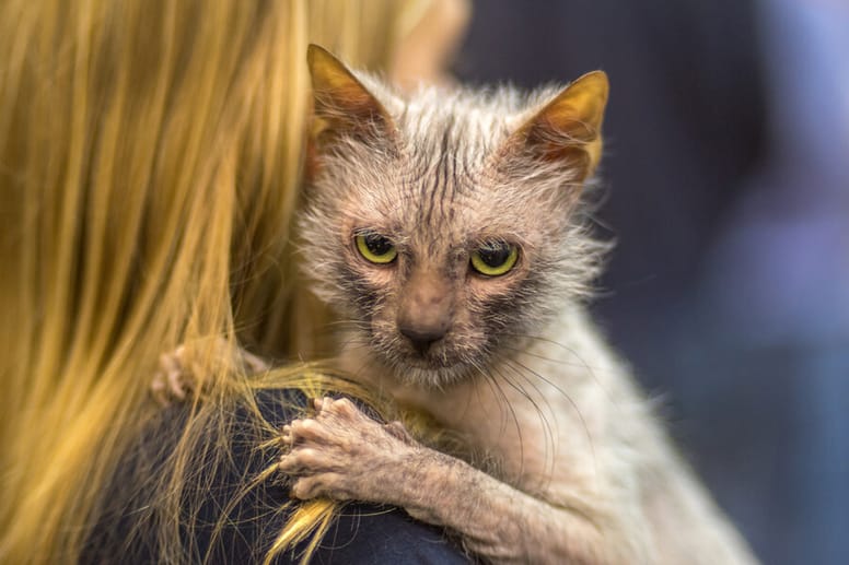 lykoi w domu