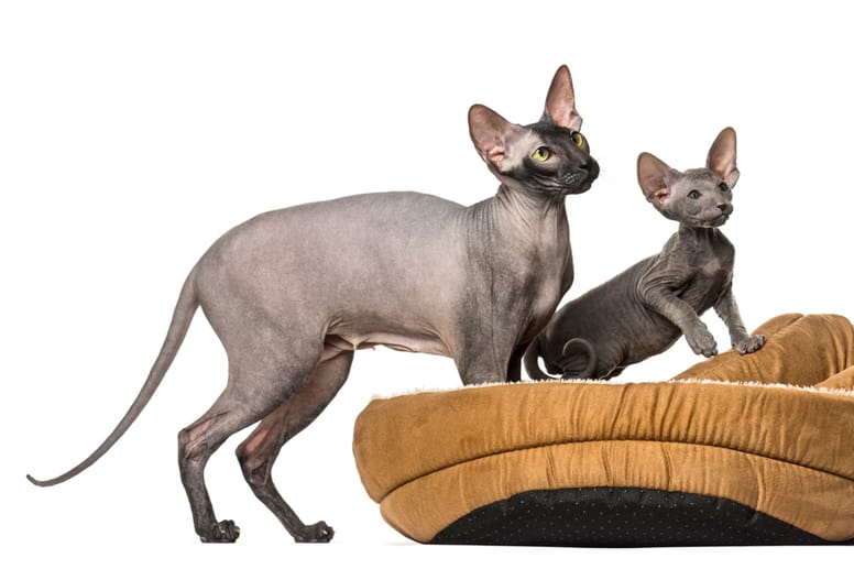 Peterbald