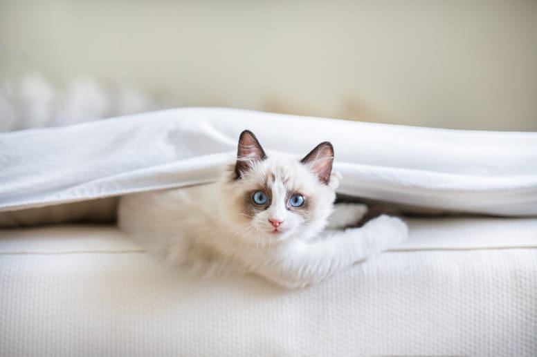 ragdoll