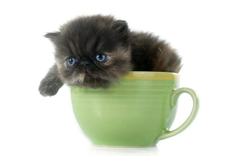 kot perski teacup